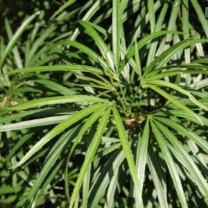 Osmoxylon lineare — Aralea (kadiyamnursery.com)