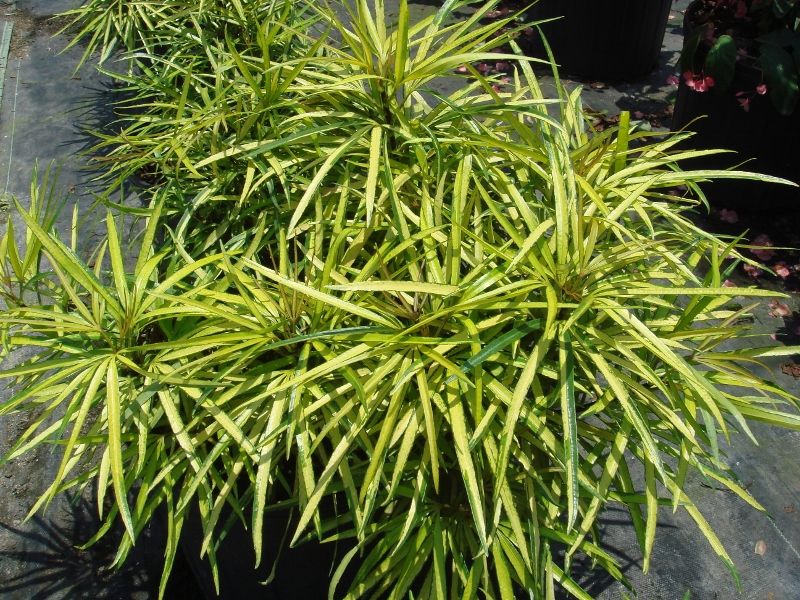 Osmoxylon lineare — Aralea (pinterest)