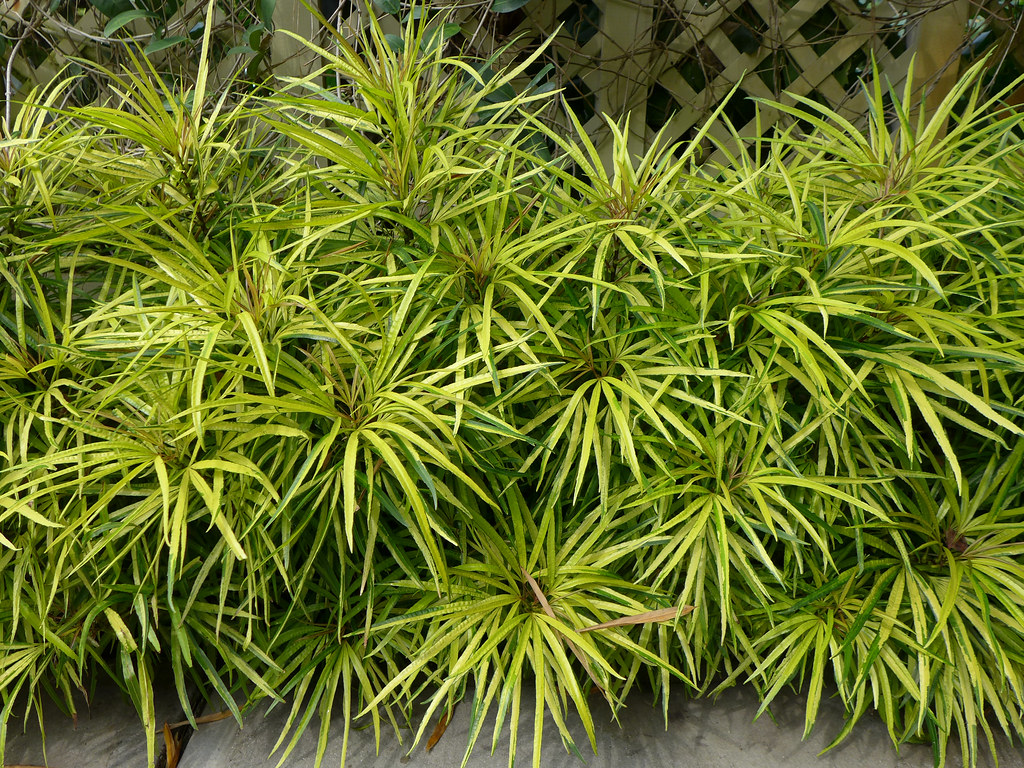 Osmoxylon lineare — Aralea (planterandforester.com)