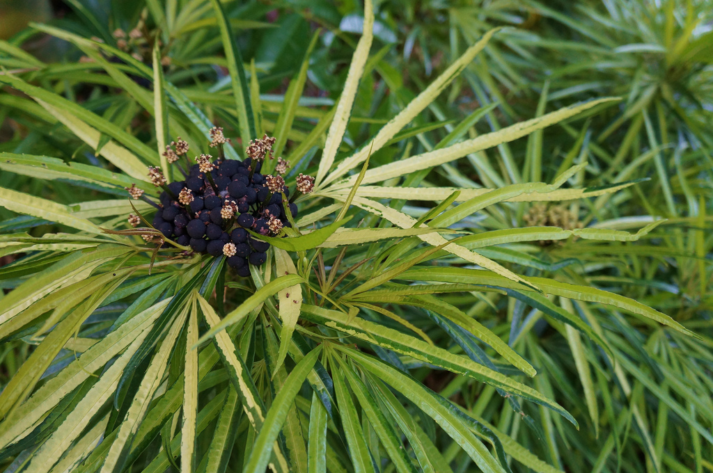 Osmoxylon lineare — Aralea (plantlust.com)