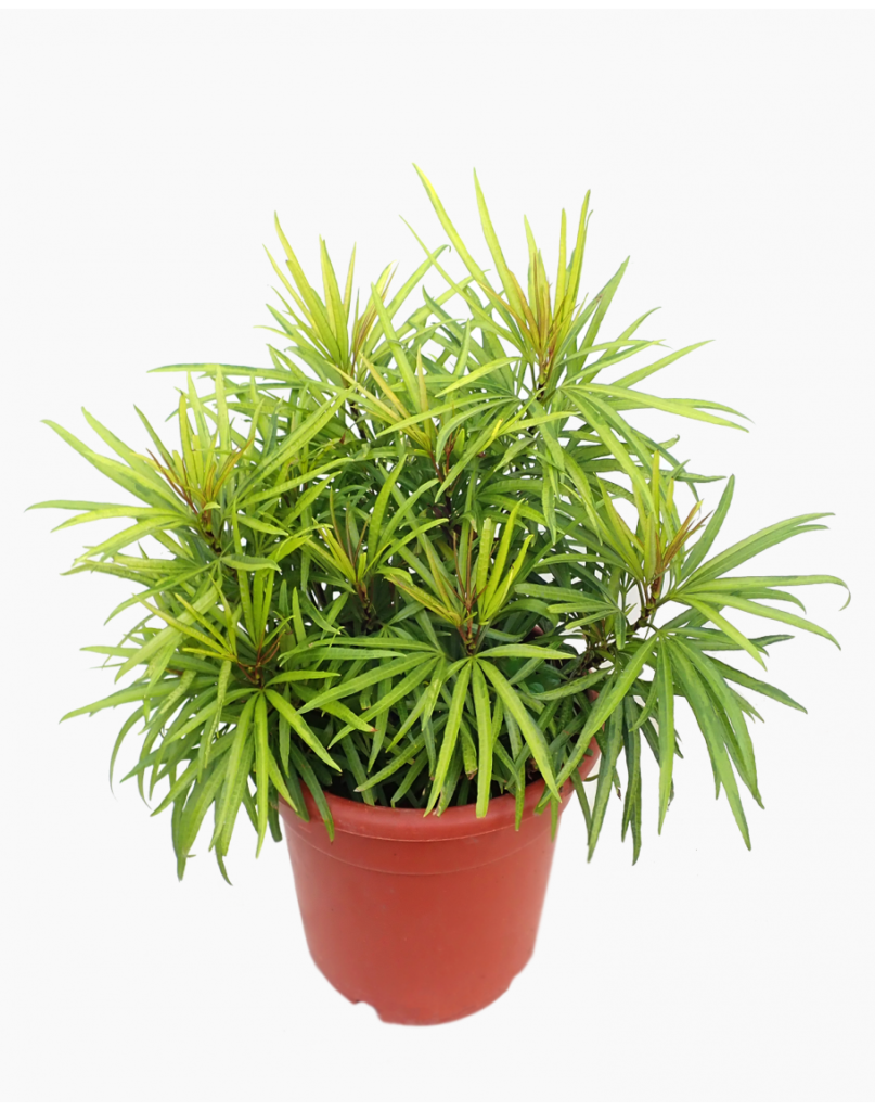 Osmoxylon lineare — Aralea (thegardenstore.sg)