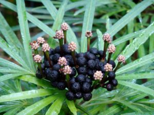 Osmoxylon lineare — Aralea (tropicalflowers.la.coocan.jp)
