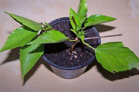 Perbanyakan Kembang Sepatu (growandcare.com)