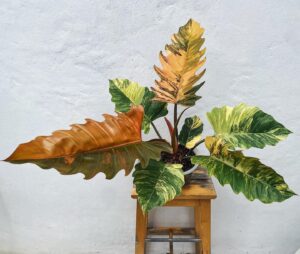 Philodendron Marble — Philo marble