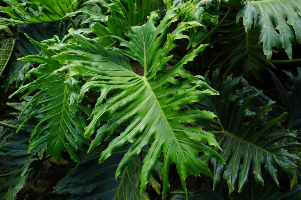 Philodendron Selloum — Philo Jari