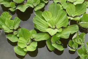 Pistia stratiotes — Apu Apu