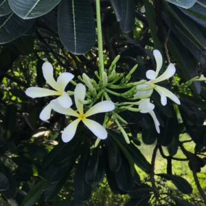 Plumeria alba — Kamboja Bali (mybageecha.com)