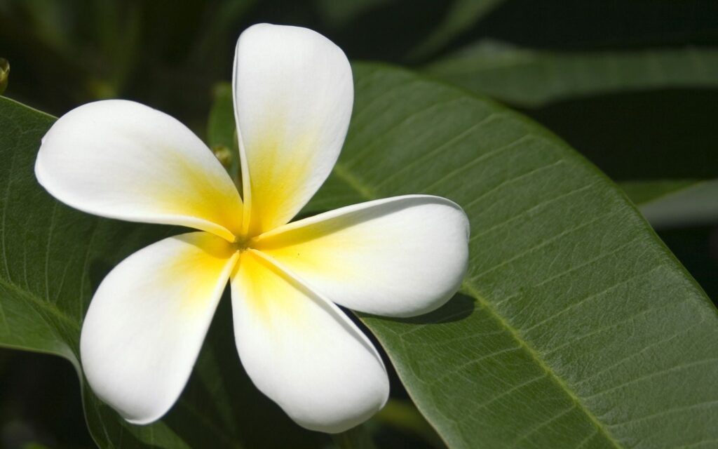 Plumeria alba — Kamboja Bali (pinterest.com)