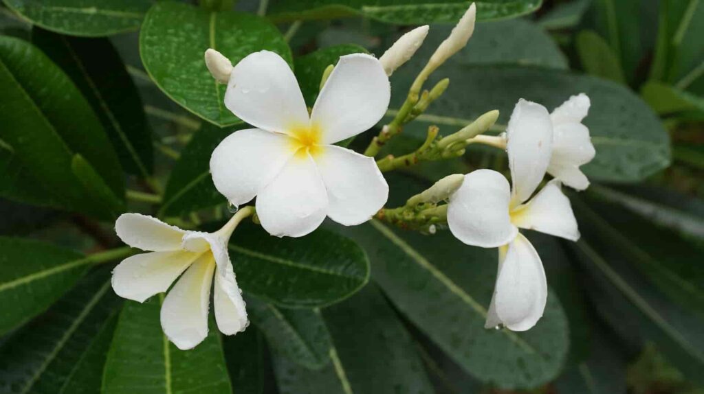Plumeria alba — Kamboja Bali (plantcaretips.in)