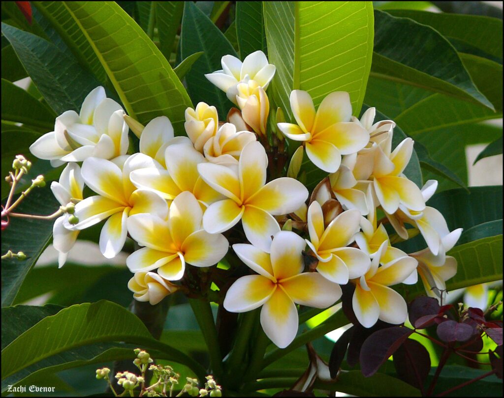 Plumeria alba — Kamboja Bali (thespruce.com)