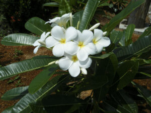 Plumeria alba — Kamboja Bali (worldoffloweringplants.com)
