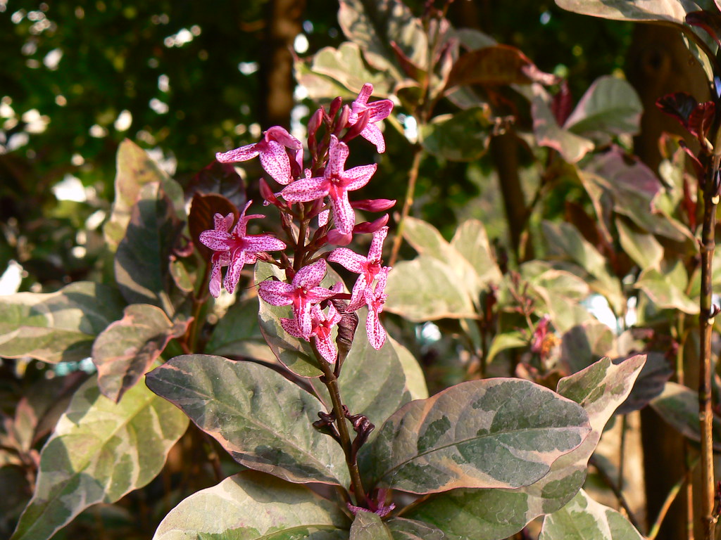Pseuderanthemum maculatum — Melati Jepang