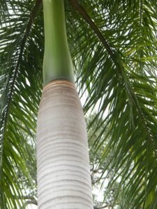 Pelam Raja Roystonea regia — Pohon Palem Raja – Luthfi Nur Ilman