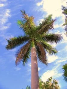 Roystonea regia — Pohon Palem Raja (etsy.com)