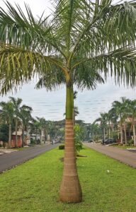 Roystonea regia — Pohon Palem Raja (plantandforester.com)