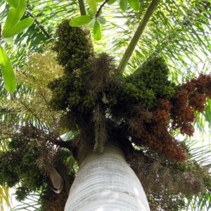 Roystonea regia — Pohon Palem Raja (promessedefleurs.com)