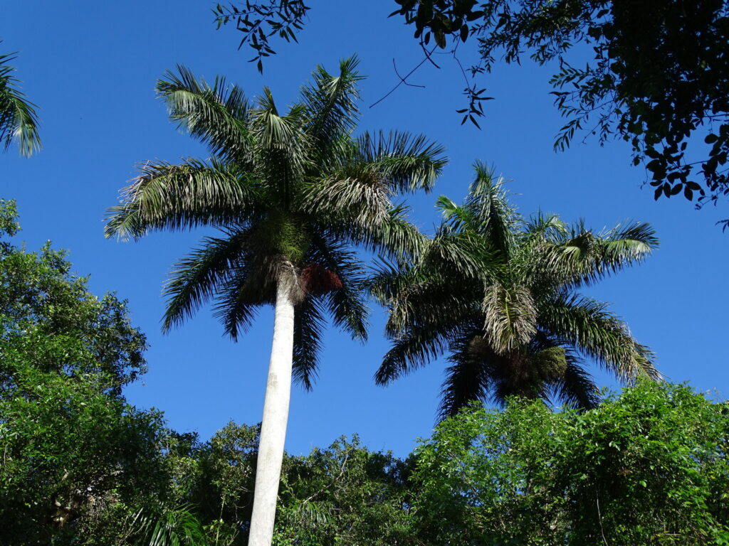 Roystonea regia — Pohon Palem Raja (traloolaa.blogspot.com)