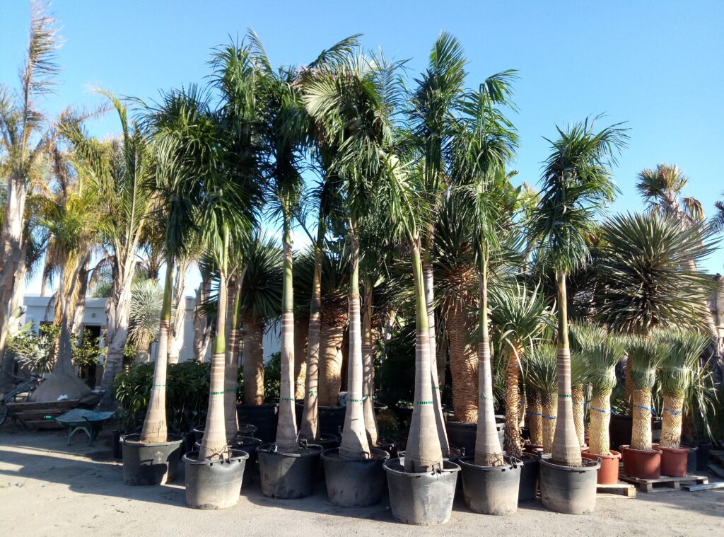 Roystonea regia — Pohon Palem Raja (viverosemiliodiaz.com)