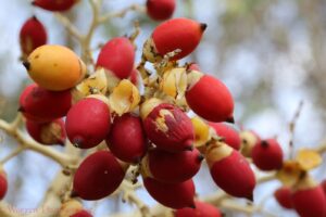 Roystonea regia — Pohon Palem Raja (warrenphotographic.co.uk)