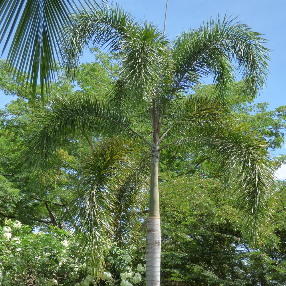 Roystonea regia — Pohon Palem Raja