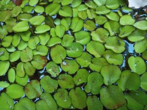 Salvinia sp. — Kiambang