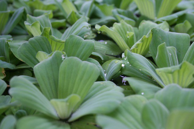 Salvinia sp. — Kiambang (flickr.com)