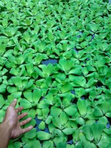 Salvinia spp. — Kiambang (berkah-taman.com)