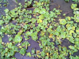 Salvinia spp. — Kiambang (blogspot.com)