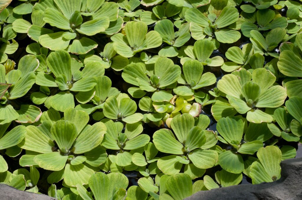 Salvinia spp. — Kiambang (cablewarm.com)