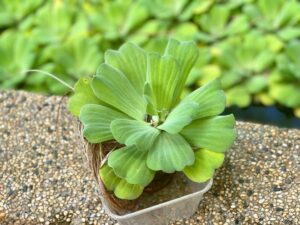 Salvinia spp. — Kiambang (carousell.com.my)
