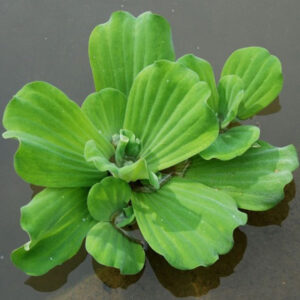 Salvinia spp. — Kiambang (iazz.ro)