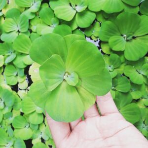 Salvinia spp. — Kiambang (icalofish.com)