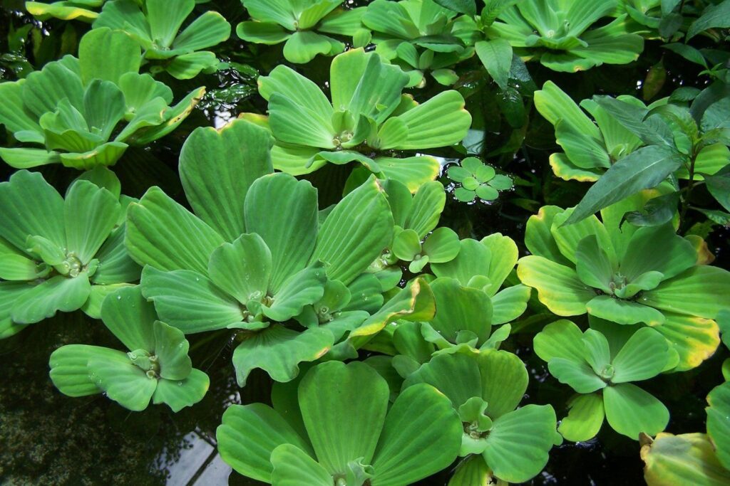 Salvinia spp. — Kiambang (plantsam.com)