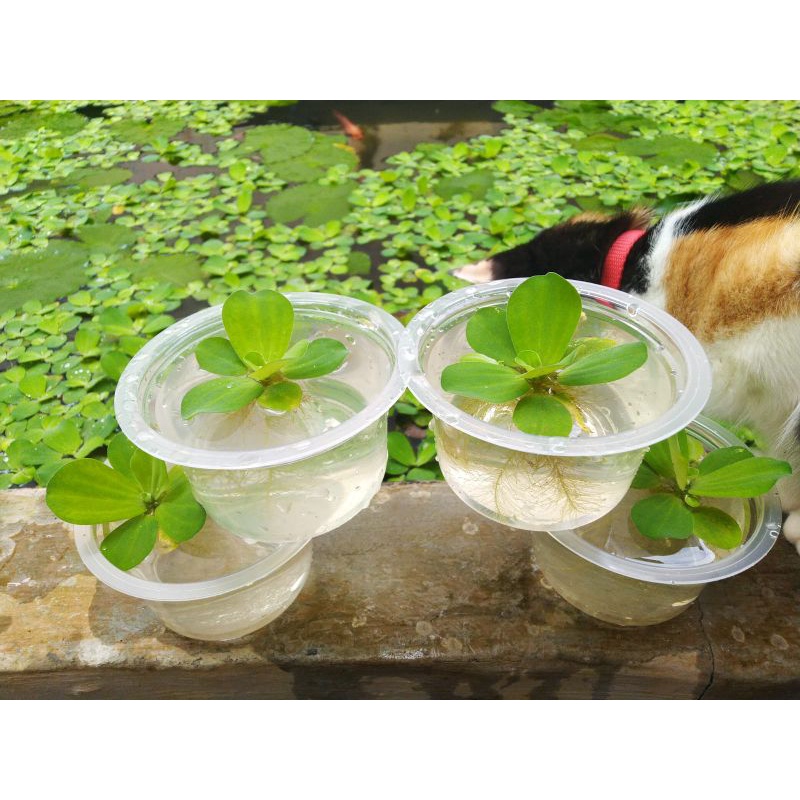 Salvinia spp. — Kiambang (shopee.co.id)