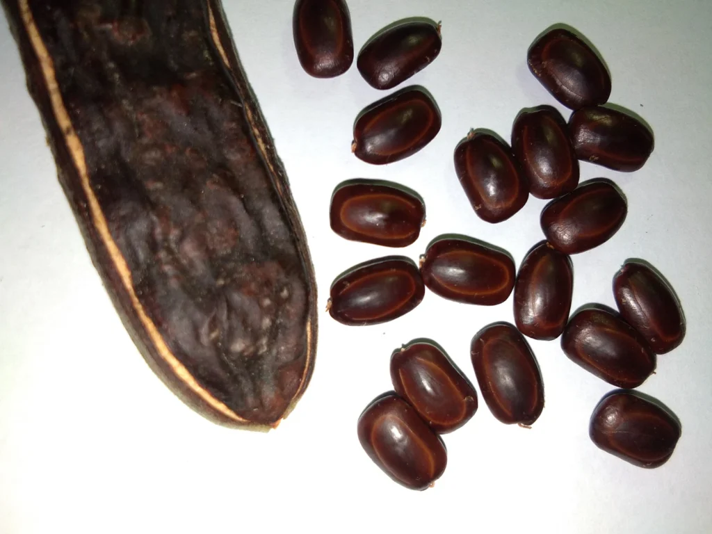 Samanea saman — Biji Pohon Trembesi (etsy.com)