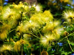 Samanea saman — Bunga Pohon Trembesi (blogspot,com)