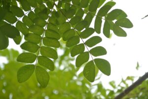 Samanea saman — Daun Pohon Trembesi (blogspot.com)