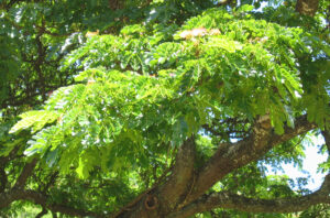 Samanea saman — Pohon Trembesi