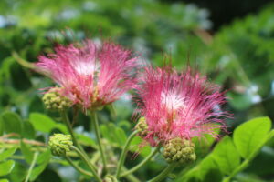 Samanea saman — Pohon Trembesi (colplanta.org)