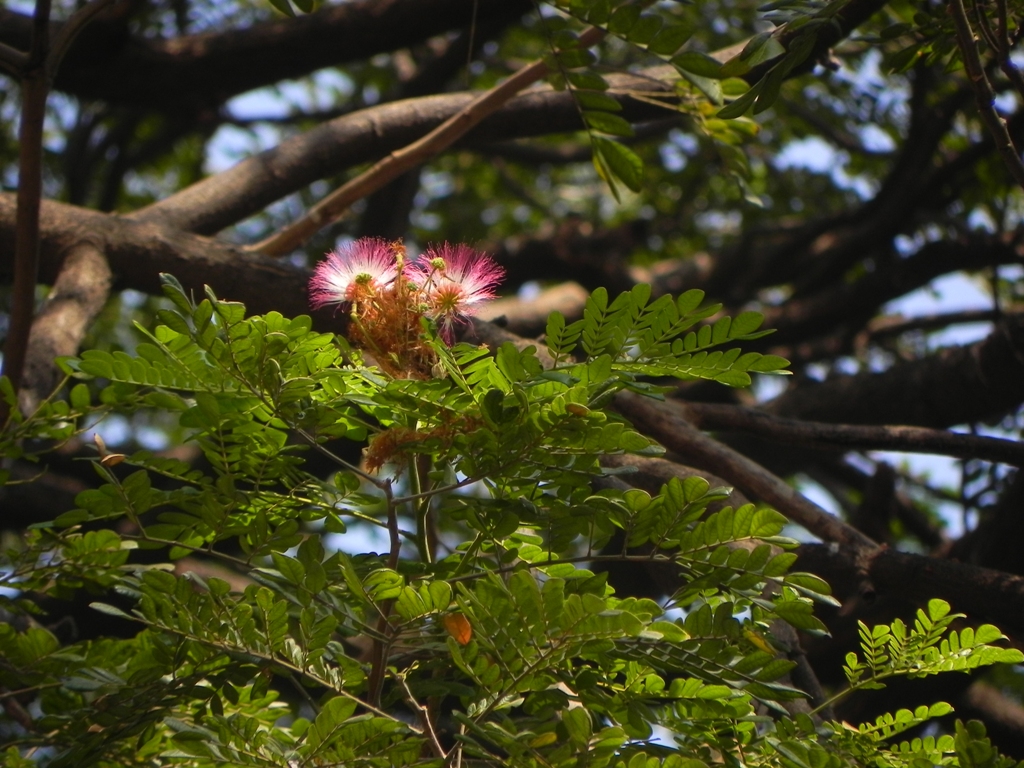 Samanea saman — Pohon Trembesi (efloraofindia.com)