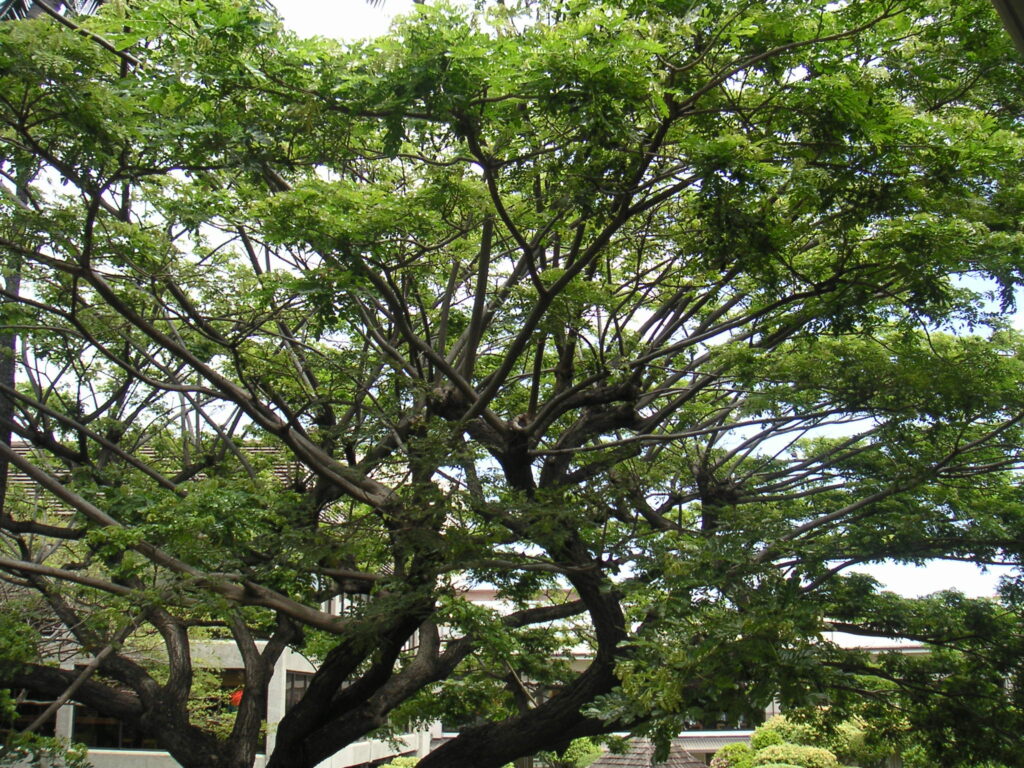 Samanea saman — Pohon Trembesi (palmtalk.org)