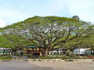 Samanea saman — Pohon Trembesi (pinterest.com)