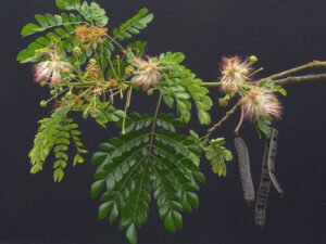 Samanea saman — Pohon Trembesi (si.edu)
