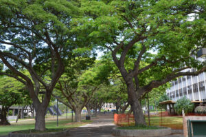 Samanea saman — Pohon Trembesi (tradewindsfruit.com)