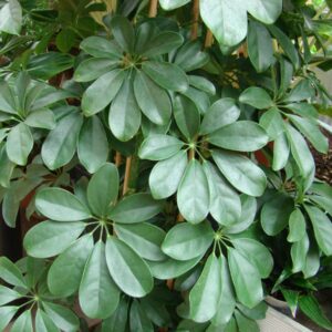Schefflera arboricola — Walisongo