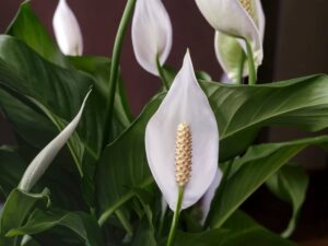 Spathiphyllum sp. — Peace Lily