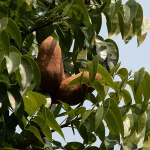 Swietenia mahagoni — Pohon Mahoni