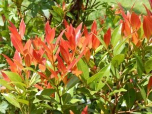 Syzygium oleana — Pucuk Merah