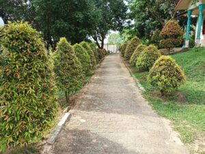 Syzygium oleana — Pucuk Merah (agusmanlubis.blogspot.com)