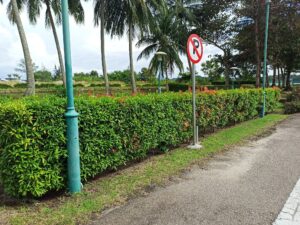 Syzygium oleana — Pucuk Merah (agusmanlubis.blogspot.com)